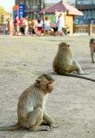 Baby monkey sit waiting photo