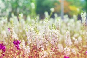 blanco púrpura rosado flores salvia brillante vistoso foto