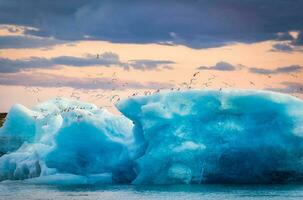 Flock of bird flying over blue iceberg floating on glacial lagoon in the evening at Jokulsarlon photo