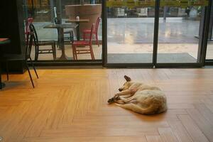 Abandoned dog lying on the ground photo