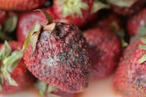 Gray Mold on strawberries on table , photo