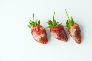 Gray Mold on strawberries on table , photo