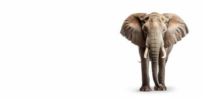 Desert elephants. Elephant on a white background with space for text. photo