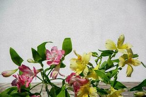 Peruvian lilies flowers, oil painting texture. Light grunge background, place for text. photo