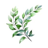 Hand painted green watercolor branches. Laurel branch isolated on white background. photo