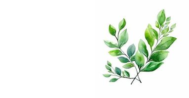 A green branches on a white background. Watercolor illustration with space for text. photo