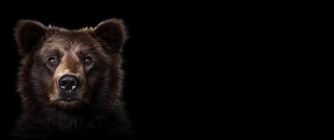 Brown bear studio portrait. A large predator on a black background with space for text. Generative AI. photo