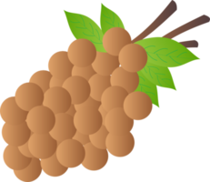 longan fruta png