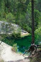 Landscape in a forest with a river, and a tree with many roots out. photo