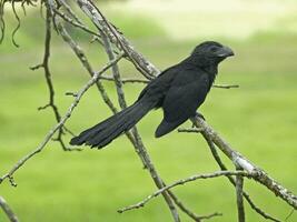 Groove Billed Ani photo