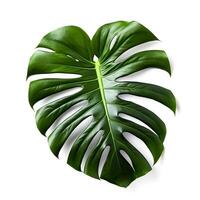 Green isolated leaf of mexican breadfruit on white background. Monstera palm leaf close-up. photo