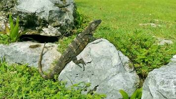 Iguana on rock Tulum ruins Mayan site temple pyramids Mexico. video