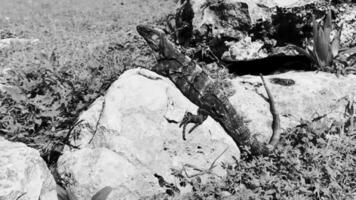 Iguana on rock Tulum ruins Mayan site temple pyramids Mexico. video