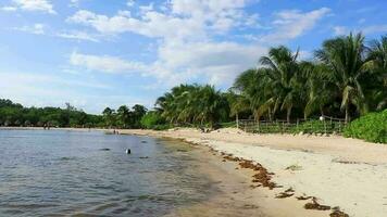 eau de plage des caraïbes tropicales algues sargazo playa del carmen mexique. video