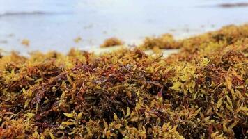 Beautiful Caribbean beach totally filthy dirty nasty seaweed problem Mexico. video