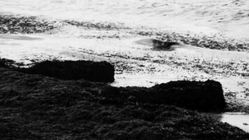 Beautiful Caribbean beach totally filthy dirty nasty seaweed problem Mexico. video