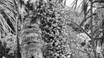 Tropical natural palm tree palm dates blue sky Mexico. video