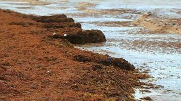 molto disgustoso rosso alga marina sargazo spiaggia con spazzatura inquinamento Messico. video