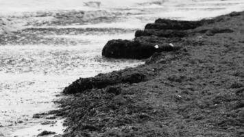 molto disgustoso rosso alga marina sargazo spiaggia con spazzatura inquinamento Messico. video