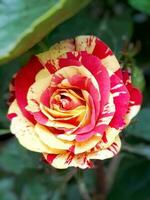 Batik roses are roses with polka-dot motifs or resembling batik with an attractive blend of colors. Therefore, this rose in Indonesia is called a batik rose photo