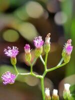 cielo mostaza botánico nombre ciantillio Cinereum antes clasificado como veronia cinerea es un anual hierba en el familia asteraceae esta planta es sólo un hierba para otro plantas foto