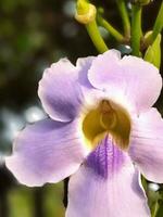 Thunbergia Grandiflora is an evergreen vine in the Acanthaceae family. This plant is native to China, India, Nepal, Indochina, and Burma, and is widely naturalized elsewhere. photo