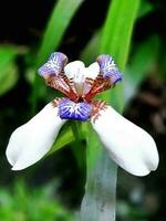 iris norteña es un planta ese tiene un plano y alargado hoja forma. esta planta tiene flores similar a orquídeas. el flores de esta planta solamente flor en un pocos brotes foto