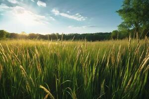 A field of tall grass in the sunshine. photo