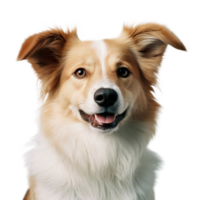Cute dog portrait isolated. Illustration AI Generative png