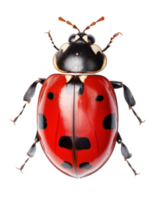 Ladybug isolated. Illustration AI Generative png