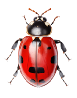 coccinella isolato. illustrazione ai generativo png