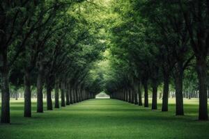 A row of trees in a large park. photo