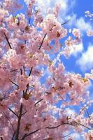 Cherry blossom elegant blue sky background. AI generative photo