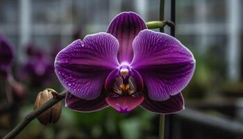 Fresh pink moth orchid, beauty in nature generated by AI photo