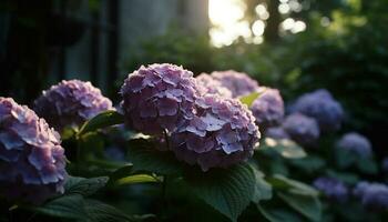Vibrant hydrangea blossom, fresh with dew drops generated by AI photo