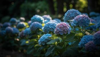 Vibrant hydrangea bush blossoms in summer meadow generated by AI photo