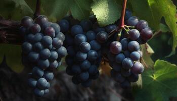 Ripe grape bunches hang on vineyard branches generated by AI photo
