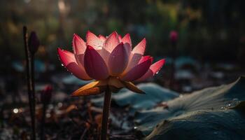 Lotus water lily in pond, vibrant pink   generated by AI photo