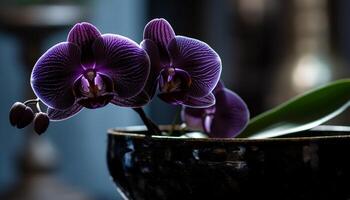 Fresh pink orchid blossom in elegant vase   generated by AI photo