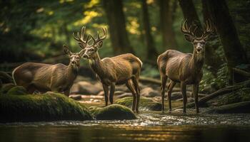 Horned stag standing in tranquil forest meadow generated by AI photo