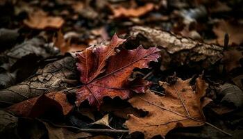 Vibrant autumn maple tree, beauty in nature generated by AI photo