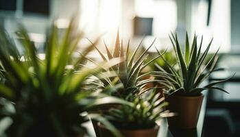 Fresh green potted plant on modern glass table generated by AI photo