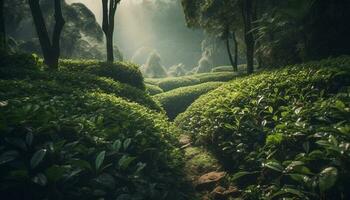 tranquilo té granja anidado en brumoso montañas generado por ai foto
