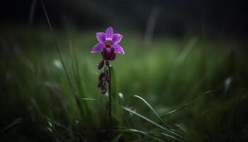 Vibrant wildflowers bloom in rural meadow scene generated by AI photo