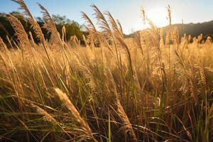 A field of tall grass in the sunshine. photo