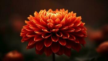 Vibrant dahlias bloom in nature beauty, a colorful bouquet outdoors generated by AI photo