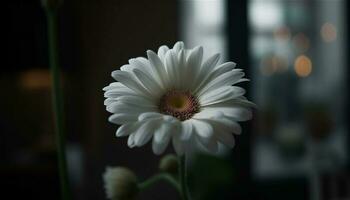 Fresh yellow daisy blossom in nature beauty, outdoors in summer generated by AI photo