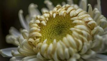 Vibrant bouquet of multi colored daisies, wet with fragility and love generated by AI photo