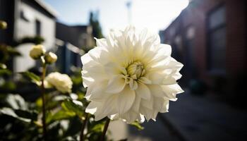 Fresh bouquet of multi colored dahlias brings elegance to table design generated by AI photo