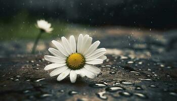 Fresh chamomile blossom in wet meadow reflects tranquil beauty generated by AI photo